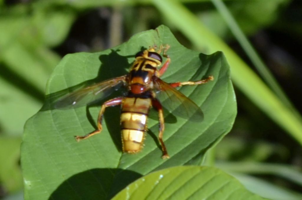 Milesia crabroniformis